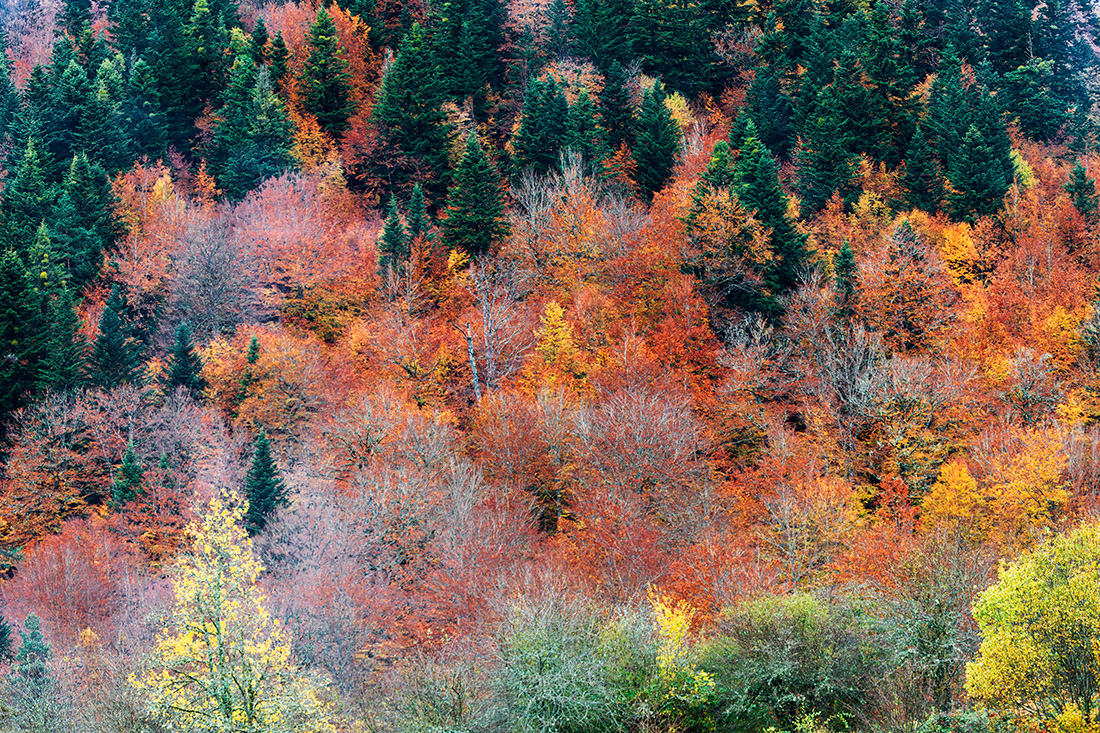 Autumn - Irati - Spain - © 2024 Kike Bullón
