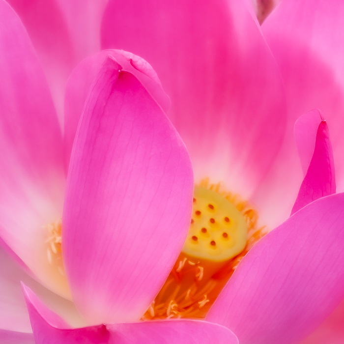 Pink © Kike Bullón