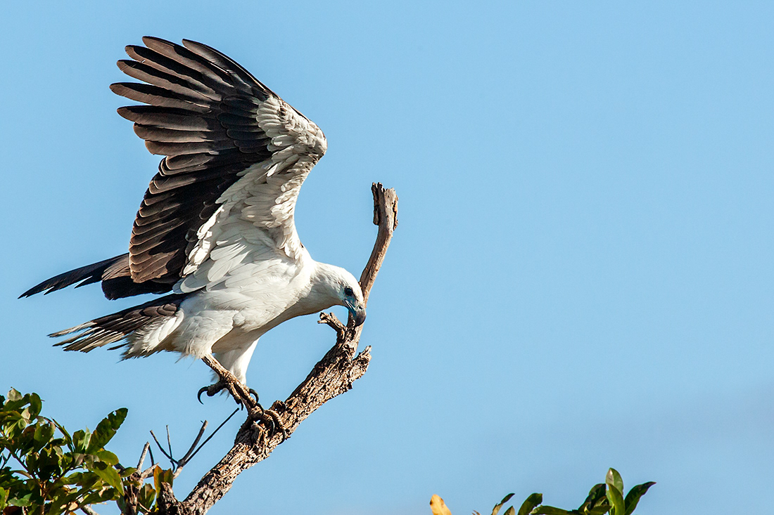 Eastern sea eagle (Haliaeetus leucogaster)  Kakadu NP - Australia - © 2016 Kike Bullón