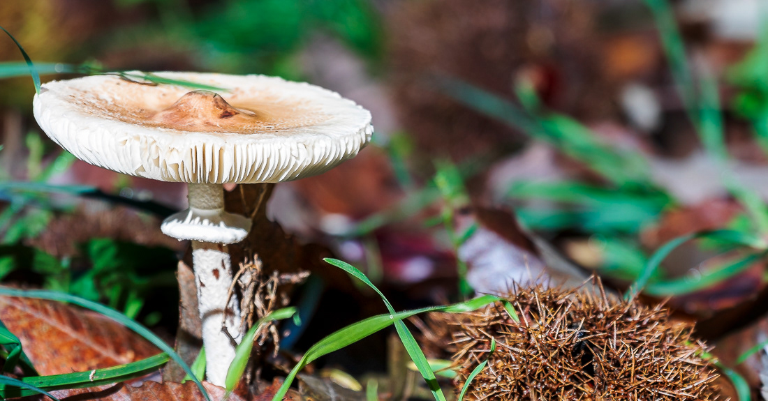 Fruits of Bierzo  - León - Spain- © 2022 Kike Bullón