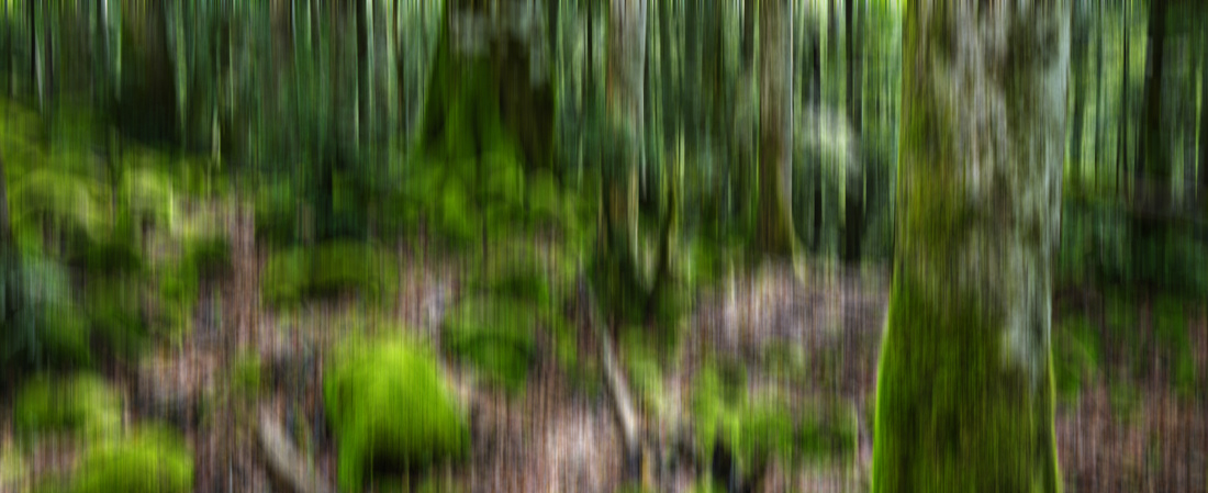 Forest - Pyrenees - Spain - © 2020 Kike Bullón