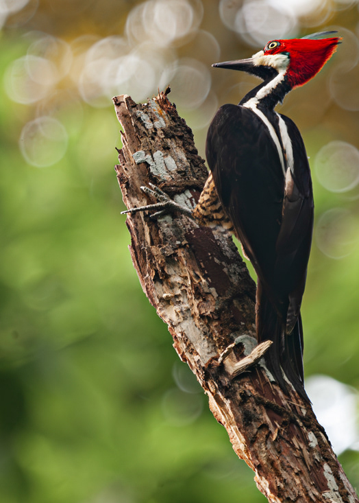 Woodpecker ( Dryocopus lineatus) Panamá © 2017 Kike Bullón