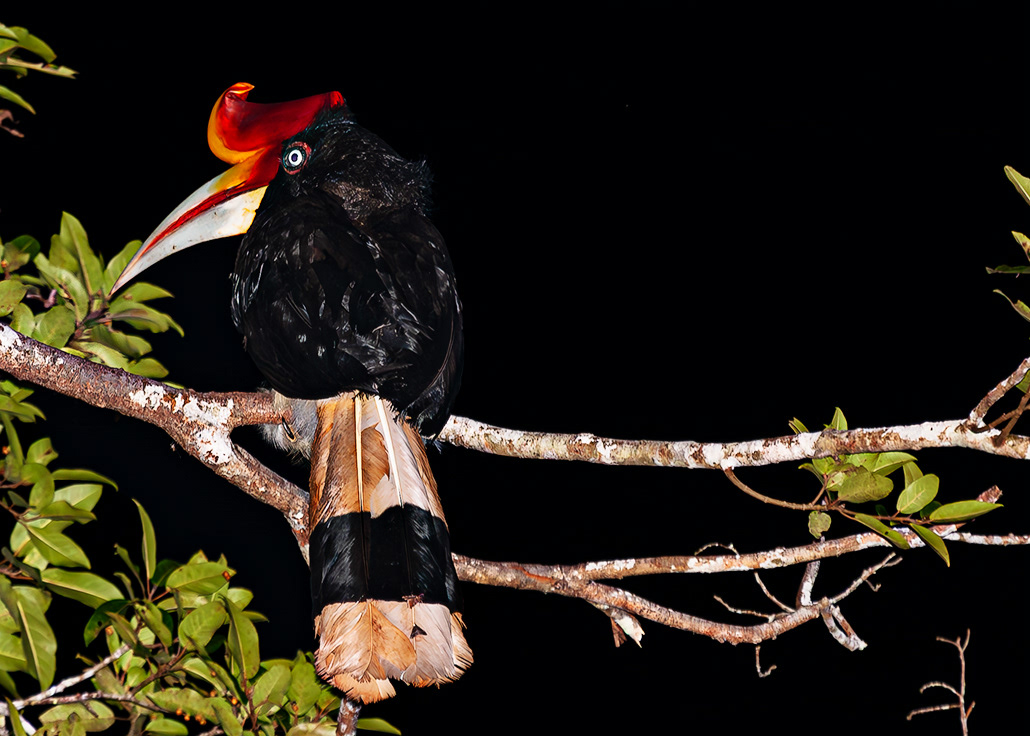 Rhinoceros hornbill (Buceros rhinoceros) - Kinabatangan River - Borneo - © 2010 Kike Bullón