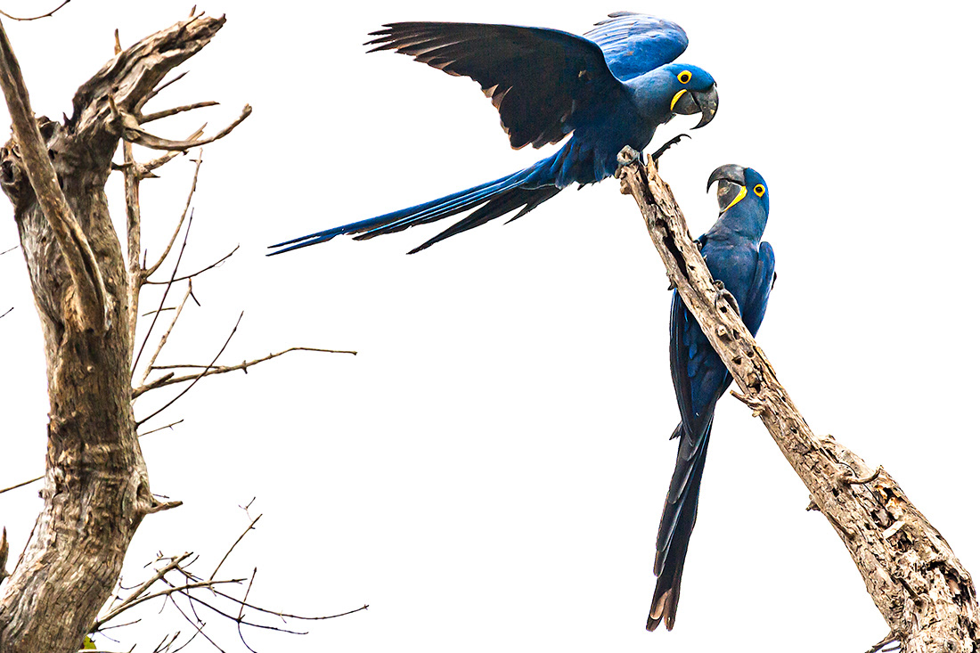 Hyacinth Macaw (Anodorhynchus hyacinthinus) - El Pantanal - Brasil - © 2014 Kike Bullón