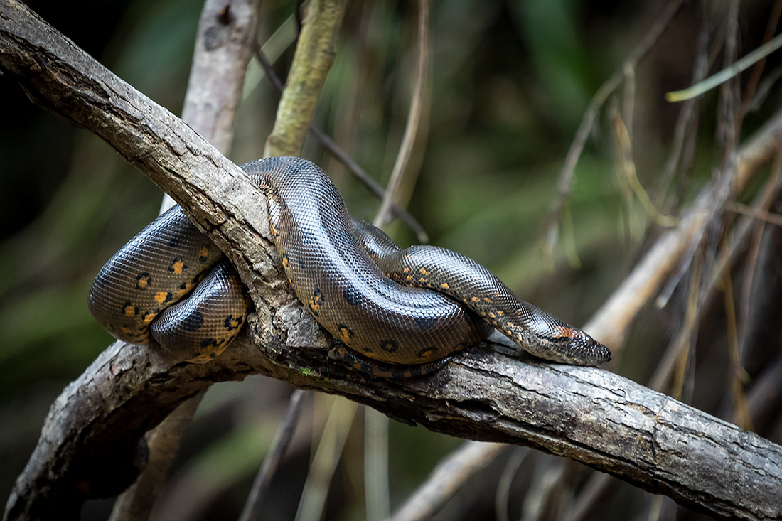 Anaconda (Eunectes murinus) - Ecuador - © 2018 Kike Bullón