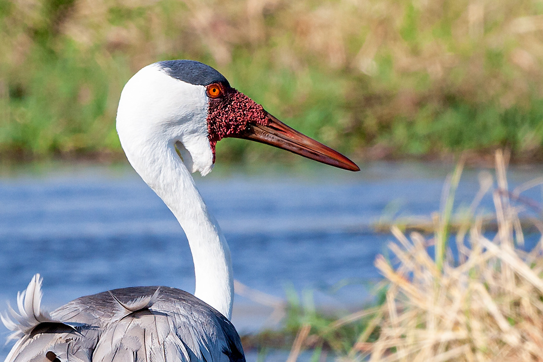Grulla (Grus carunculata) - Okavando Delta - Botsuana - © 2013 Kike Bullón