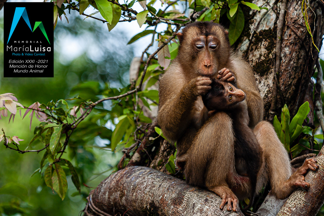 Mother's care (Macaca Nemestrina) - Kinabatangan River - Borneo - © 2010 Kike Bullón