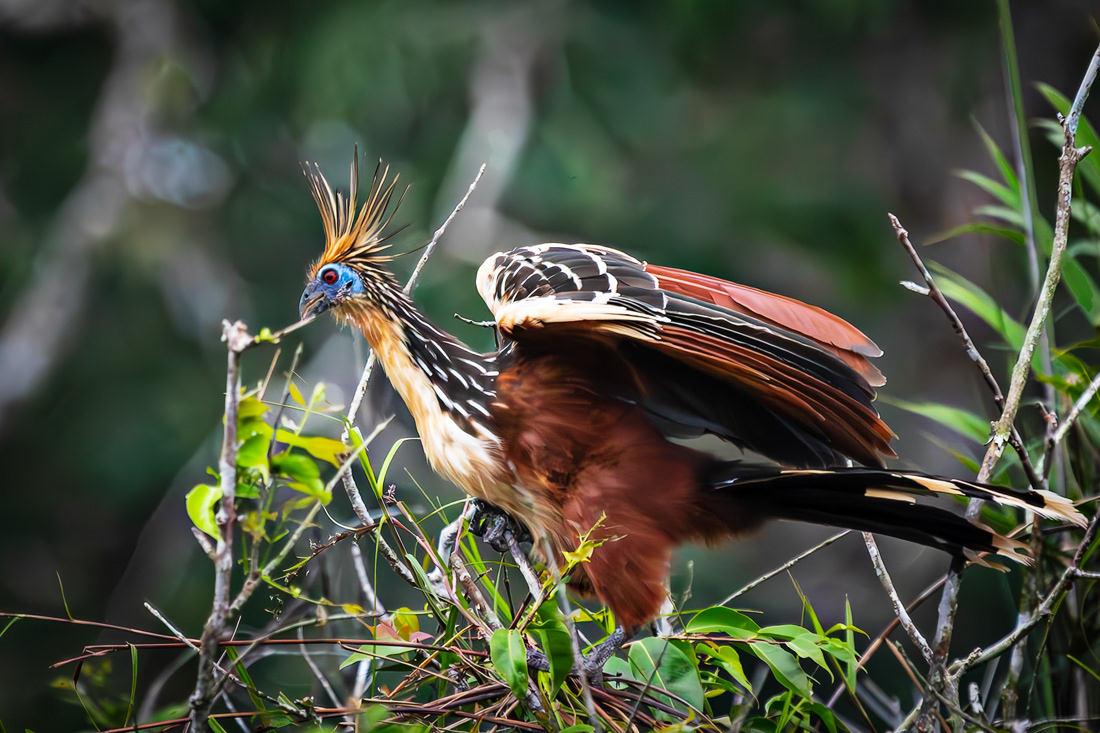 Hoatzin, (Opisthocomus hoazin) - Amazon River basin - Ecuador - © 2018 Kike Bullón