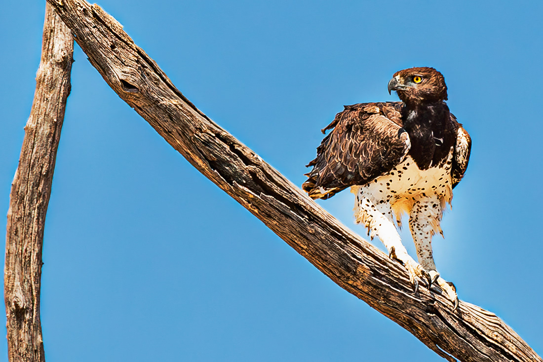 African Hawk-eagle (Aquila spilogaster) - Bostsuana - © 2013 Kike Bullón