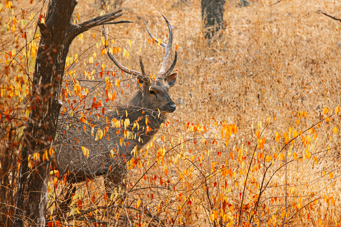 Sambar Deer (Rusa unicolor) - P.N Rathambore - India - © 2013 Kike Bullón