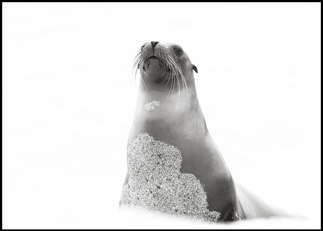 Sea Wolf (Zalophus wollebaeki) - Islas Galápagos -© 2018 Kike Bullón