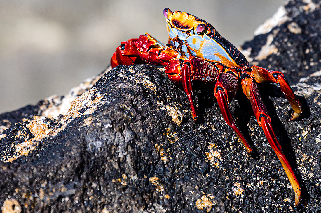 Zayapa (Grapsus grapsus) - Islas Calápagos - © 2018 Kike Bullón