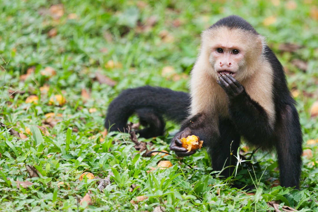 White Face Monkey (Cebus capuchin) - Panamá - San Blas Archipelago - Panamá - © 2017 Kike Bullón