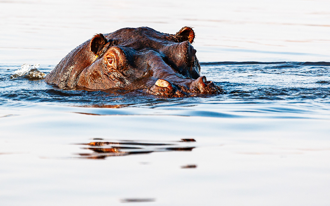 Hippo (Hippopotamus amphibius) -  Botsuana - © 2013 Kike Bullón