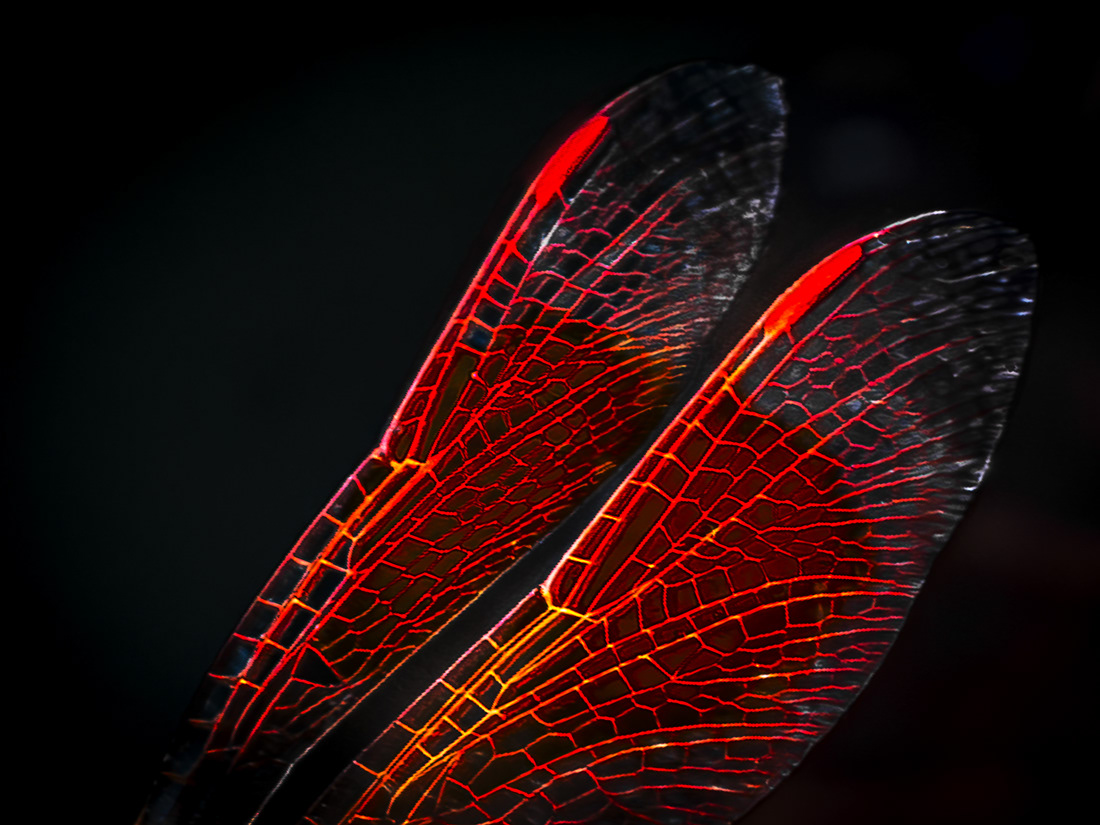 Wings © Kike Bullón