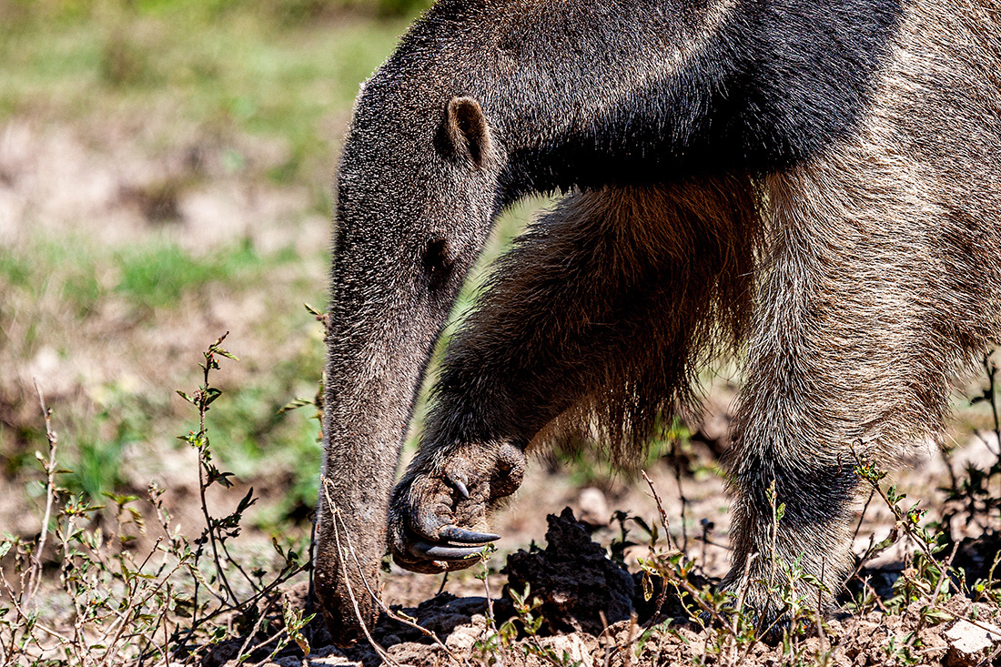 Giant Anteater (Myrmecophaga tridactyla) - El Pantanal - Mato Grosso - Brasil - © 2014 Kike Bullón 