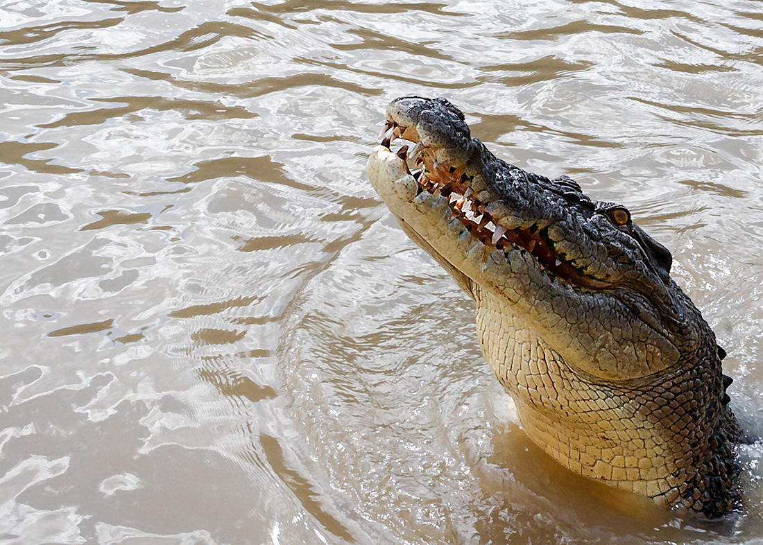 Saltie (Crocodylus porosus) - Northern Australia - © 2016 Kike Bullón 