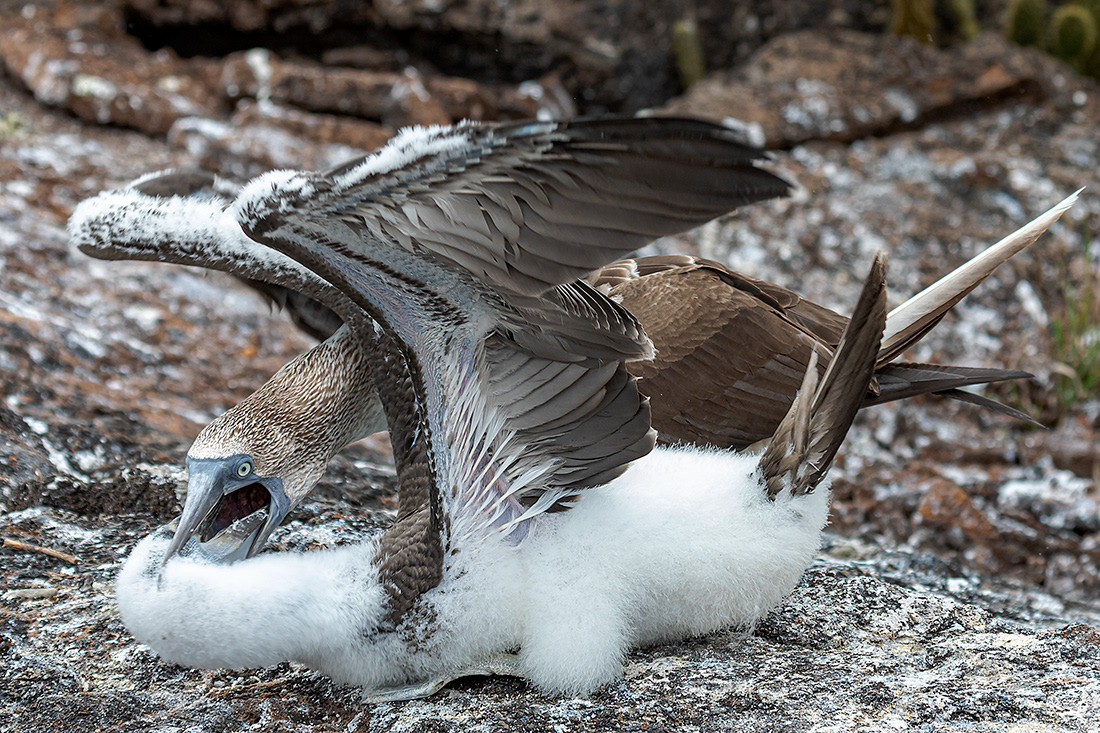Fed the chick (Sula nebouxii) - Islas Galápagos - Ecuador - © 2018 Kike Bullón