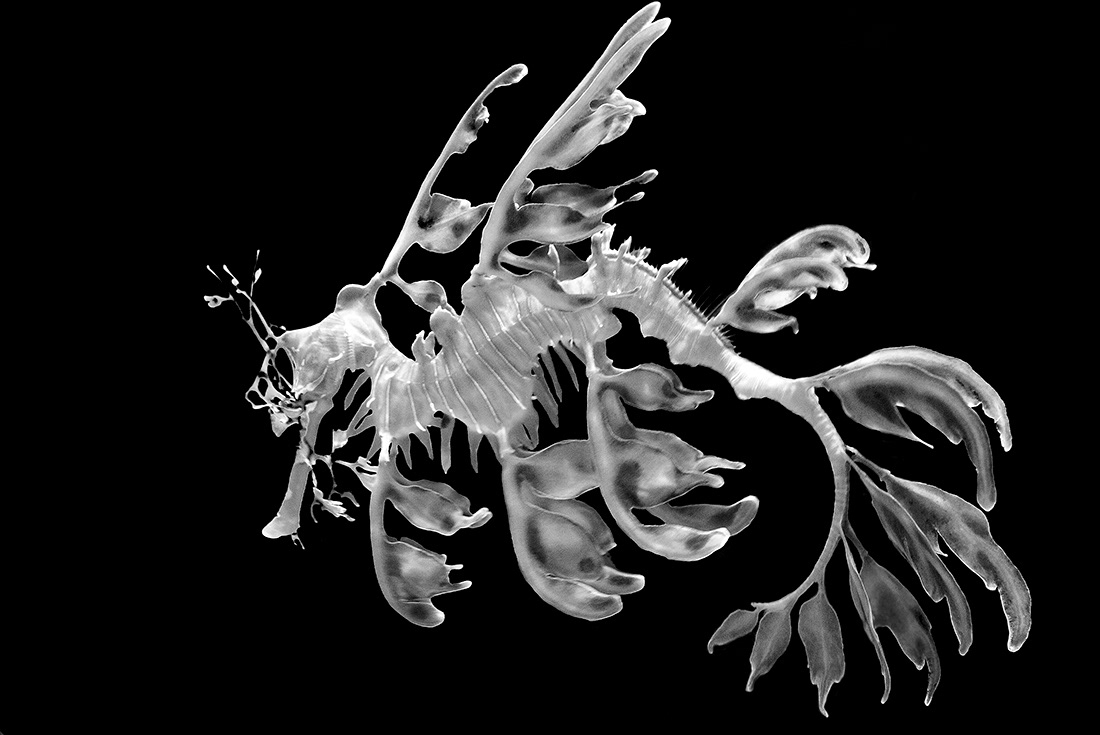 Sea dragon  (Phyllopteryx taeniolatus) - Captive - © 2010 Kike Bullón