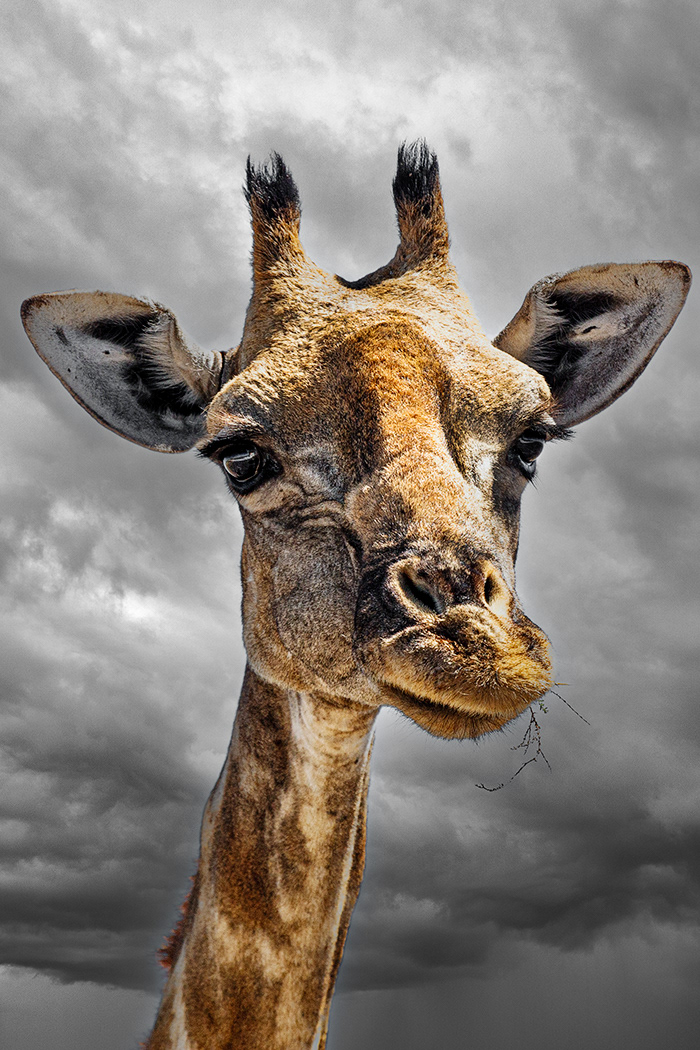 (Camelopardalis angolensis) - P.N Etosha - Namibia - © Kike Bullón