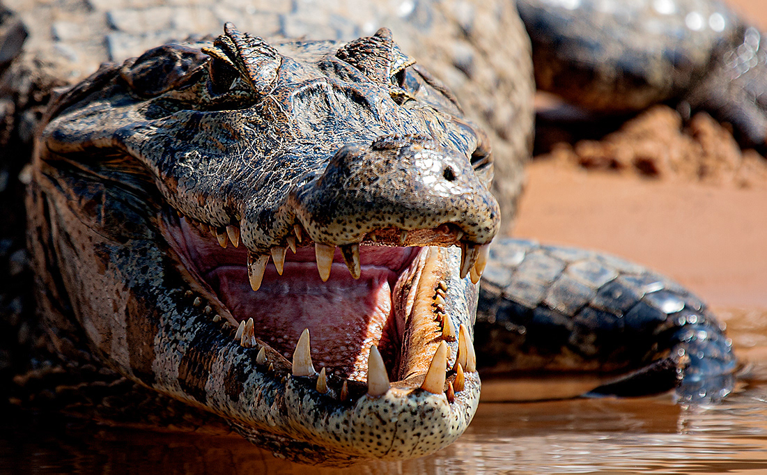 Yacaré (Alligatoridae) - El Pantanal - Brasil - © 2014 Kike Bullón 