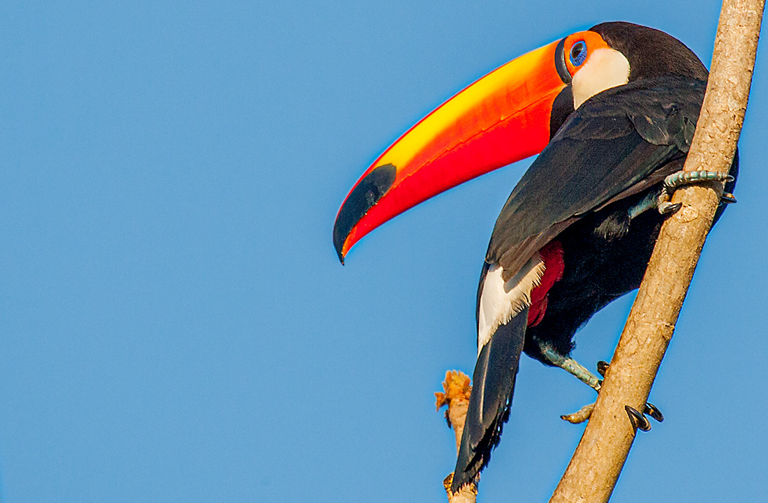 Toucan (Ramphastidae) Borneo © 2010 Kike Bullón