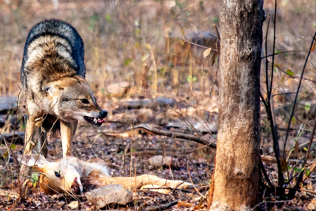 Jackal and his prey (Canis aureus) - P.N Ranthambore - India - © 2013 Kike Bullón