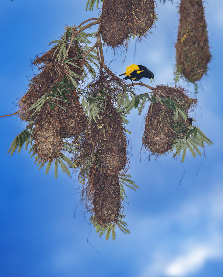 Weaver bird - Amazon basin - Ecuador - © 2018Kike Bullón