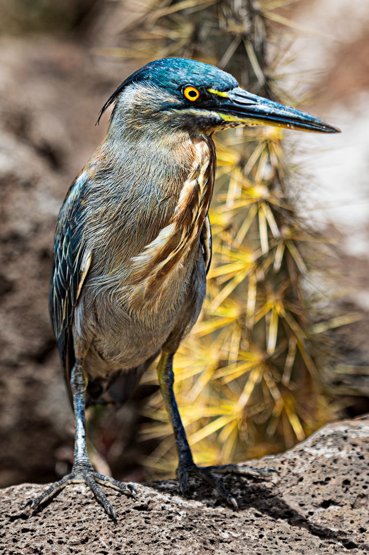 Lava Heron - Galapagos Islands - Ecuador  -© 2018 Kike Bullón