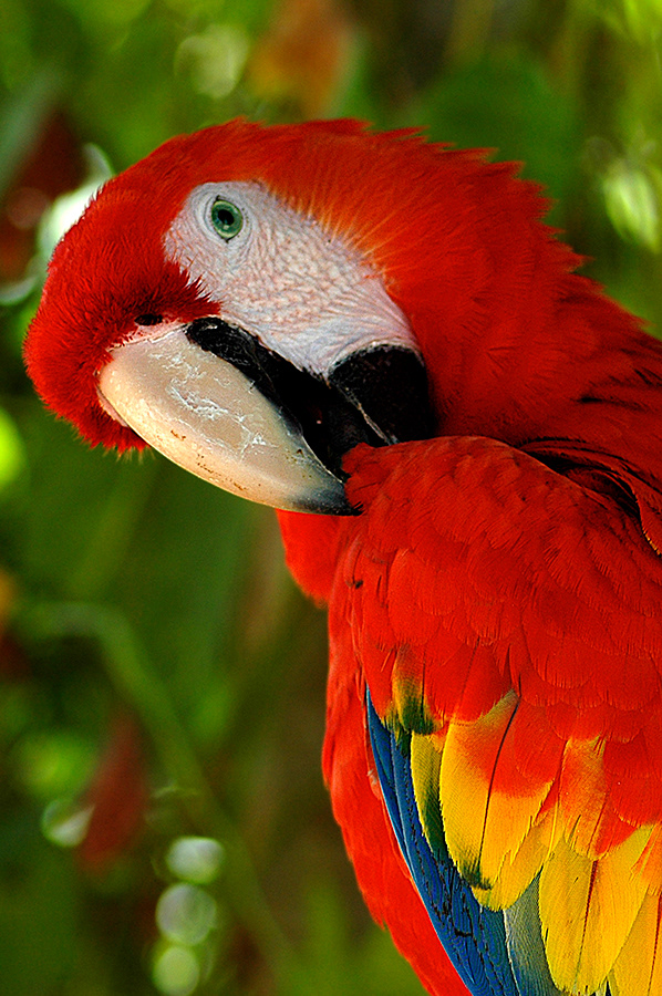 Scarlet Macaw  ( Ara Macao) -México - © 2006 Kike Bullón