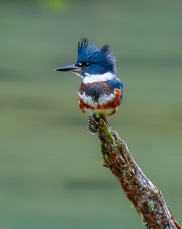 Kingfisher - Alaska - © 2009 Kike Bullón