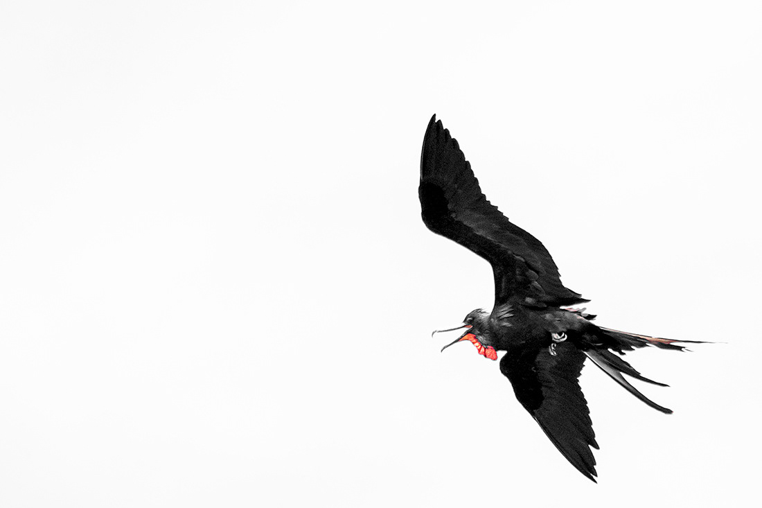Frigate (Fregata magnificens) - Islas Galápagos - Ecuador - © 2018 Kike Bullón