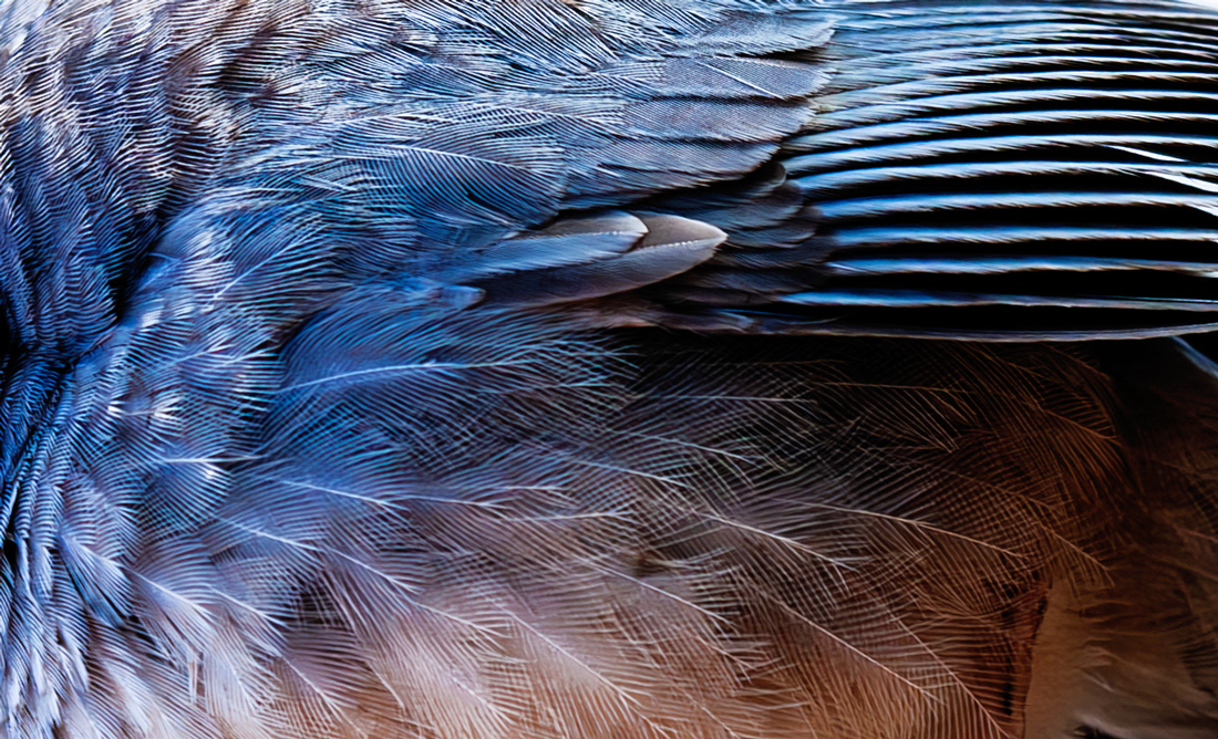 Ffeathers - © Kike Bullón