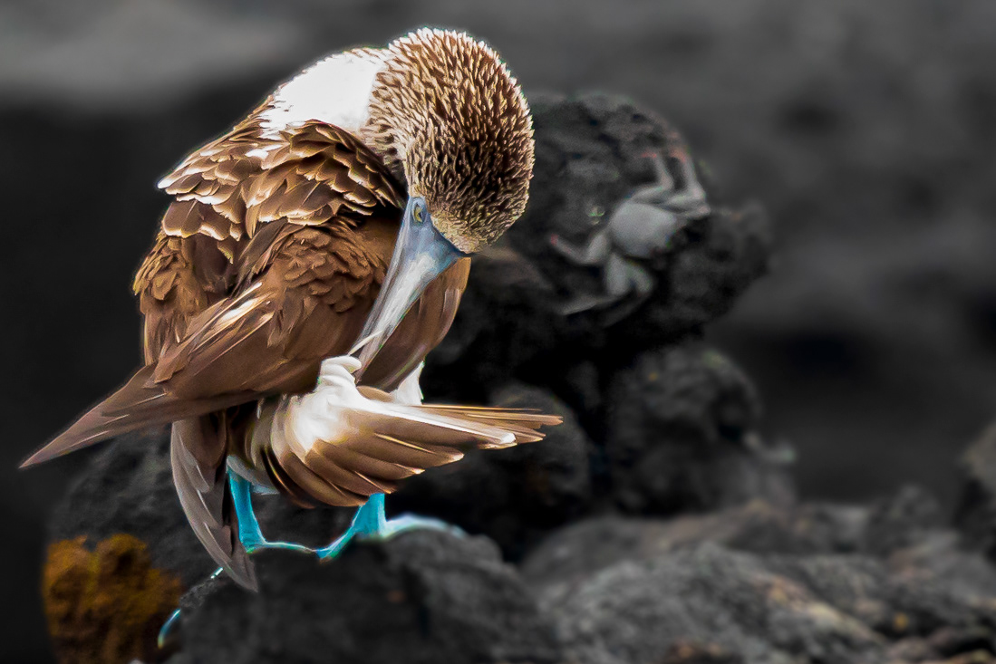 Camanay booby (Sula nebouxii) - Galapagos Islands  - Ecuador - © 2018 Kike Bullón