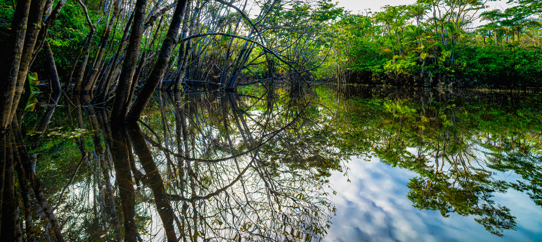  Amazon Basin - Cuyabeno - Ecuador - © 2018 Kike Bullón