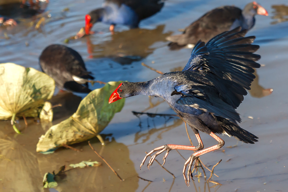 Purple swine (Porphyrio melanotus) - P.N Kakadu - Australia - © 2016 Kike Bullón