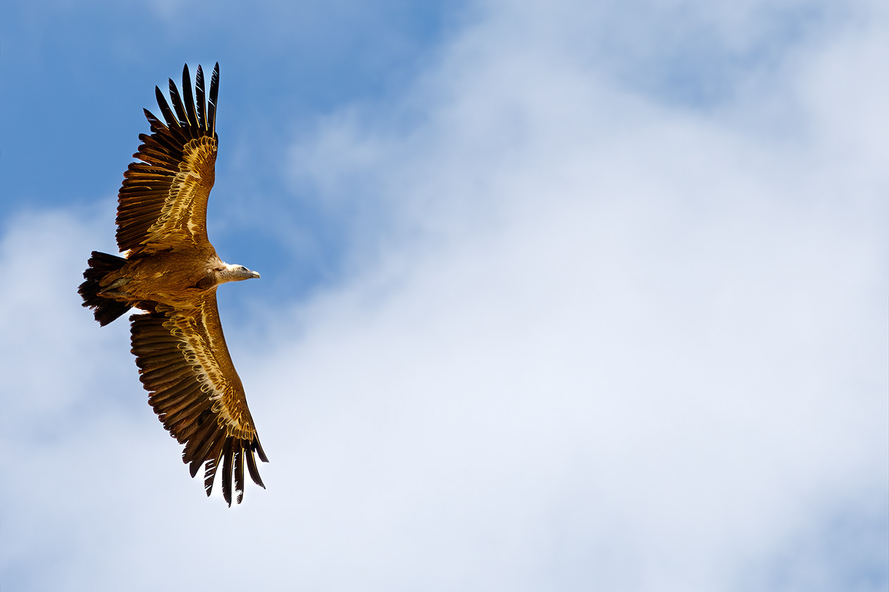 Griffon Vulture - Segovia - Spain - © 2024 Kike Bullón