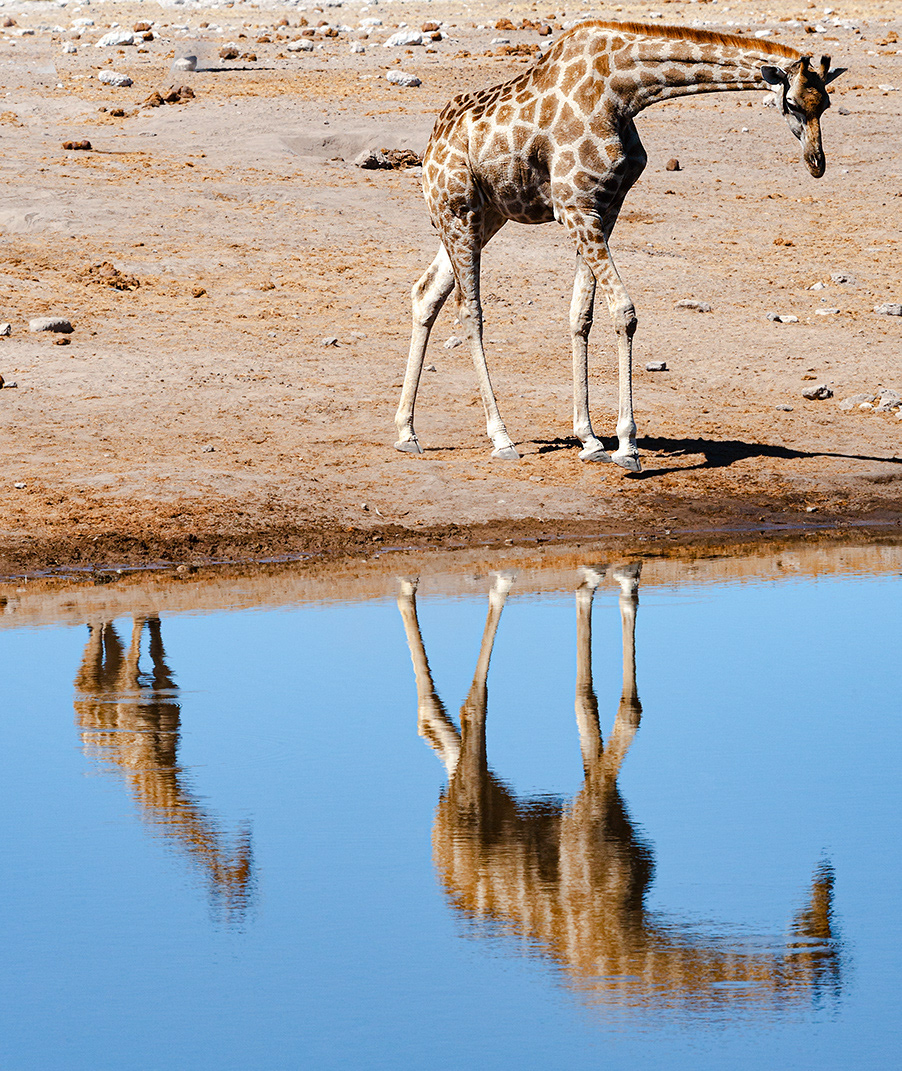 Giraffes (Camelopardalis angolensis) - P.N Etosha - Namibia - © 2013 Kike Bullón