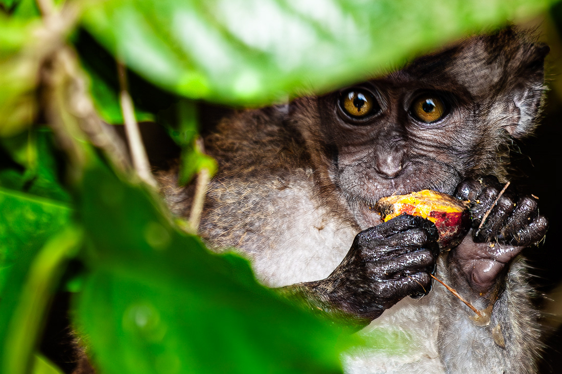 Macaca nemestrina - Kinabatangan River - Borneo - ©  2010 Kike Bullón