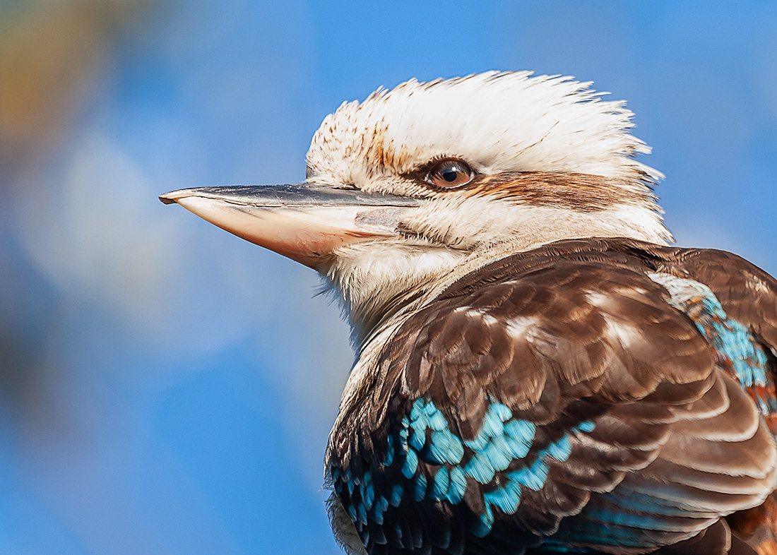 Blue-winged kookaburra  (Dacelo leachii) - Norte Australia - © 2016 Kike Bullón