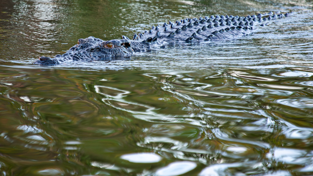 Saltie (Crocodylus porosus) - Northern Australia - © 2016 Kike Bullón 