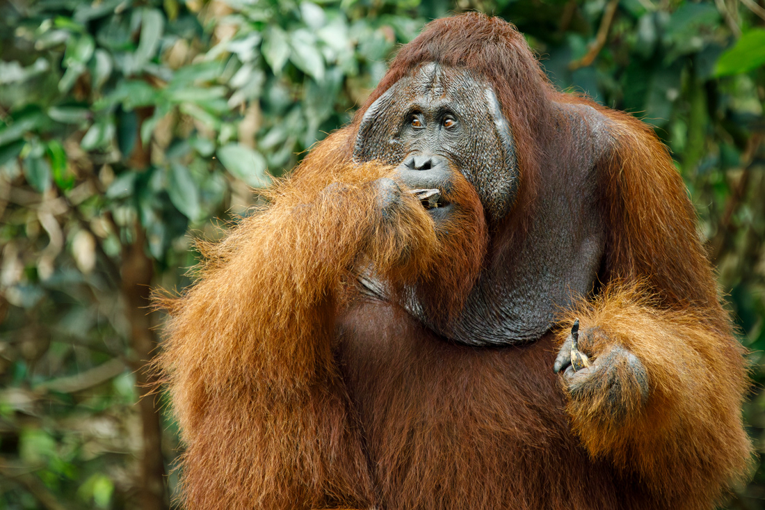 Oranghutan - Tanjung Puting - Kalimatan -  © 2025 Kike Bullón
