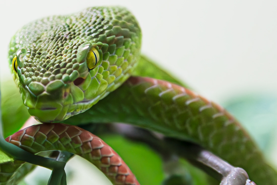 White-lipped pit viper © 2015 Kike Bullón