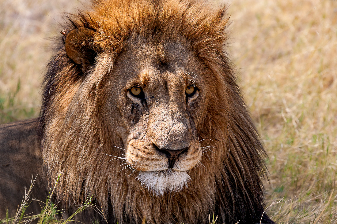 The king (Pantera leo) - P.N Etosha - Namibia - © 2013 Kike Bullón