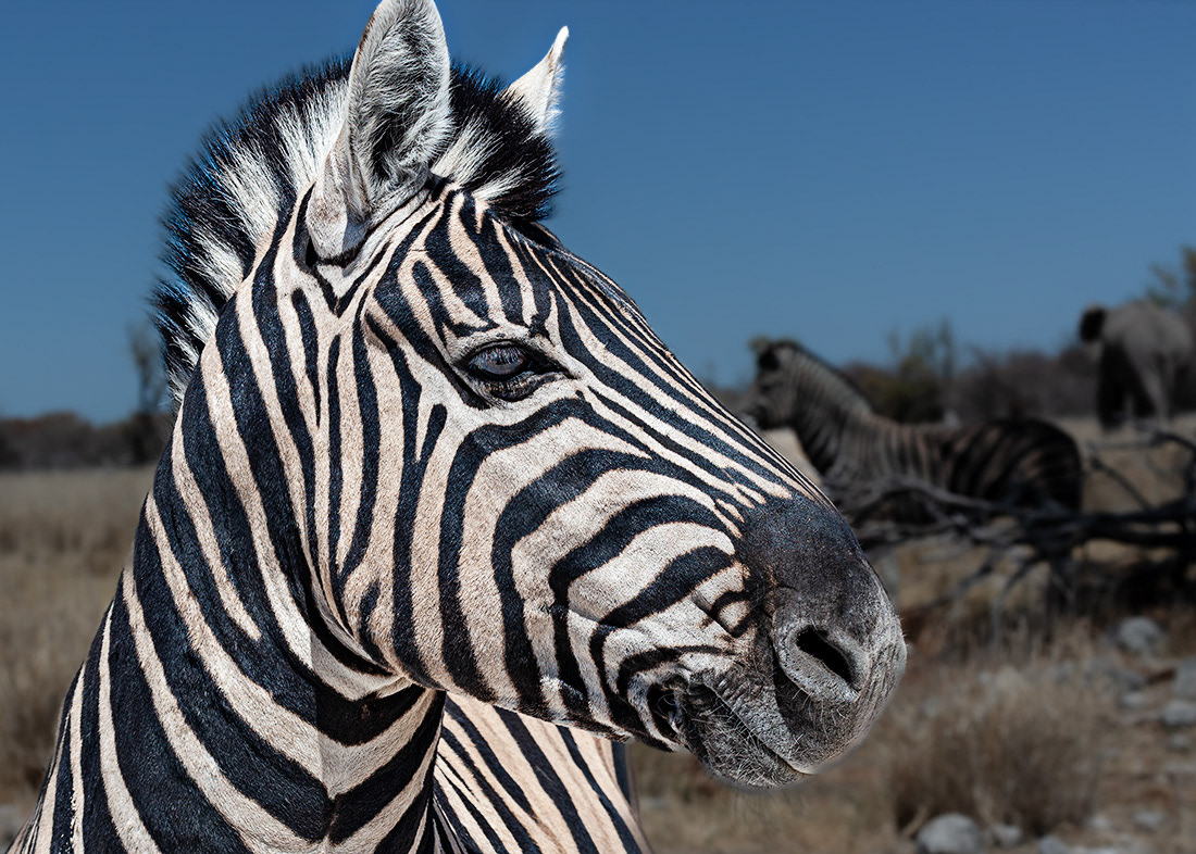 Zebra (Equus hartmannae) - P.N Ethosa Namibia - © 2013 Kike Bullón - 