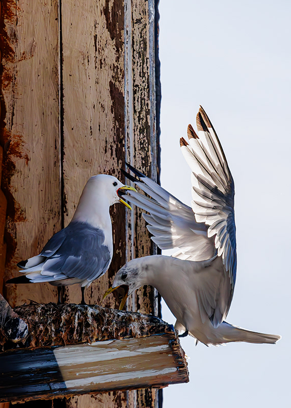 Kittiwake (Rissa tridactyla) - Nusfjord - Norway - © 2024 Kike Bullón