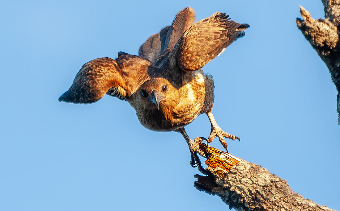 Hawk (Falco cenchroides) -  Northern Territories - Australia - © 2016 Kike Bullón