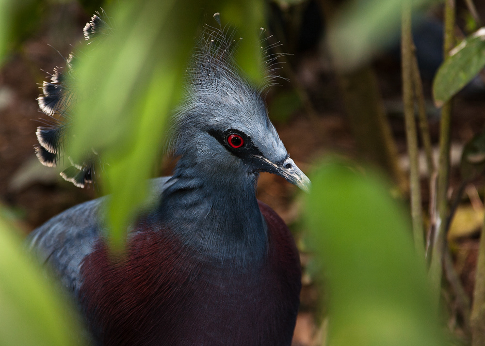 Crowned pigeons (Goura cristata) New Guinea - © Kike Bullón
