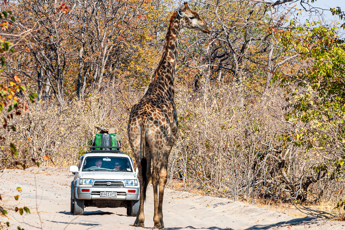 Safari  - Moremi - Botsuana © 2013 Kike Bullón