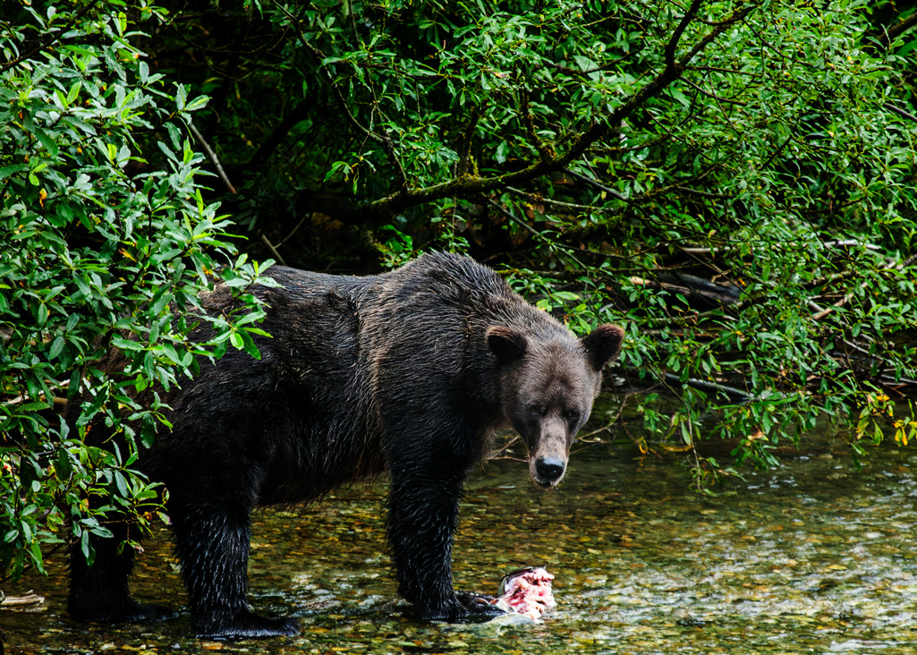 Hunting for salmon (Ursus Arctos) - Alaska - © 2009 Kike Bullón
